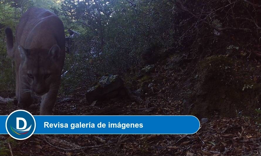 CONAF Los Ríos registra imágenes del pumas en Reserva Mocho Choshuenco