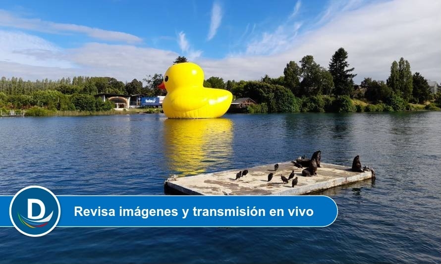 Pato de hule gigante ya se encuentra instalado en el río Valdivia