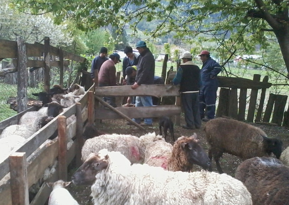 Exitoso operativo veterinario en Comunidad Mapuche de Maihue