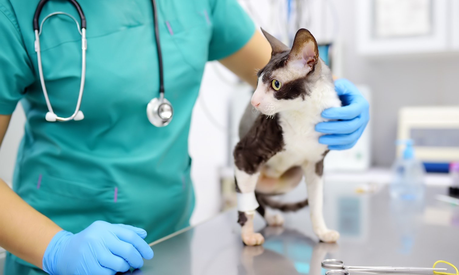 Beneficios que no habías contemplado sobre estudiar medicina veterinaria en la universidad