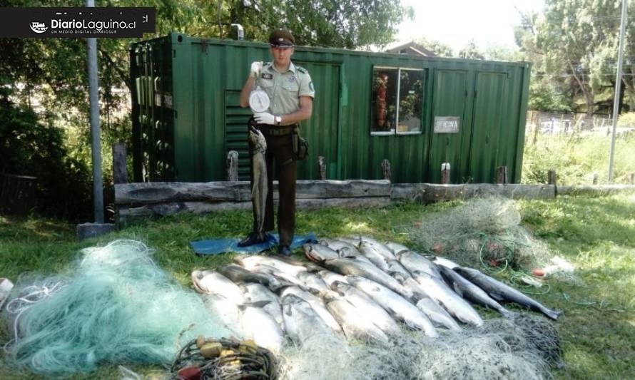 [CRIMEN ECOLÓGICO] Descubren una tonelada de salmón extraído en forma ilegal en Los Lagos