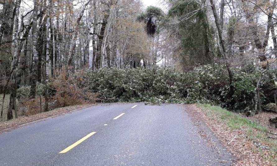 Ruta Llifén-Maihue cortada por caída de árbol