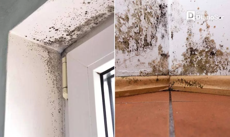 Cómo evitar la aparición de humedades y moho en paredes 