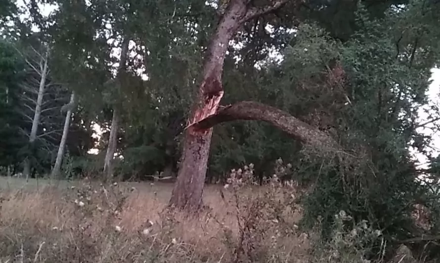 Caída de árbol sobre tendido causa corte en sectores rurales de Paillaco