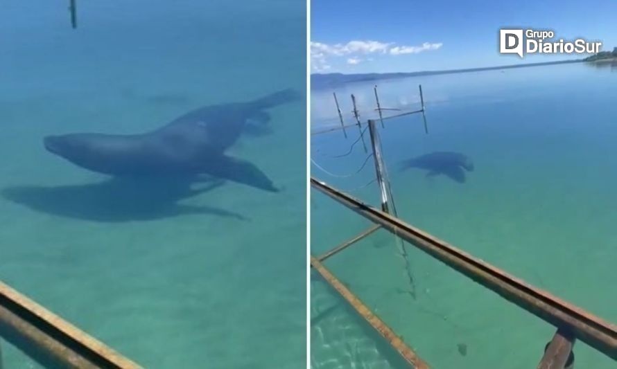 Autor de video de lobo marino en Coique: “Había escuchado que llegaban al lago, pero nunca había visto uno"