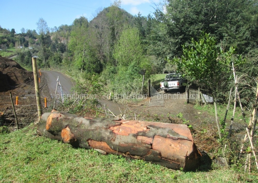 Comunidad Mapuche de Calcurrupe denuncia tala de bosque nativo en nueva ruta a Lago Ranco