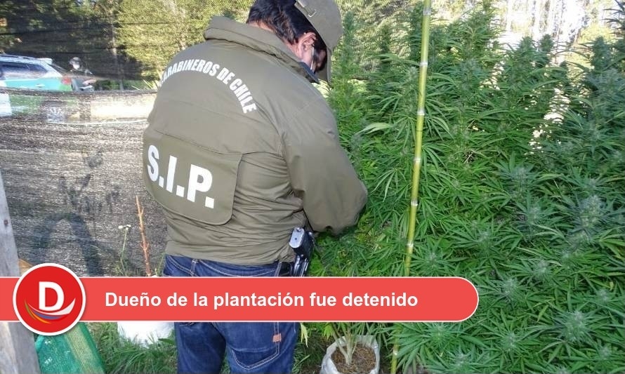 Este lunes se decomisaron 20 plantas de marihuana en Panguipulli